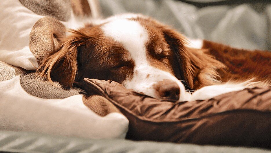 CBD olie 5% bij dieren: wat zeggen ervaringen?