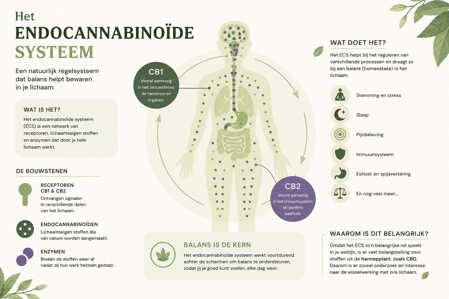 Infographic over het endocannabinoïde systeem (ECS) met een menselijk lichaam en een eenvoudige uitleg over CB1- en CB2-receptoren, endocannabinoïden, enzymen en de rol van het ECS bij het bewaren van balans in het lichaam.